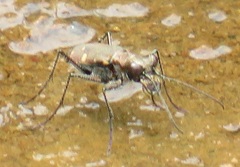 Cylindera disjuncta