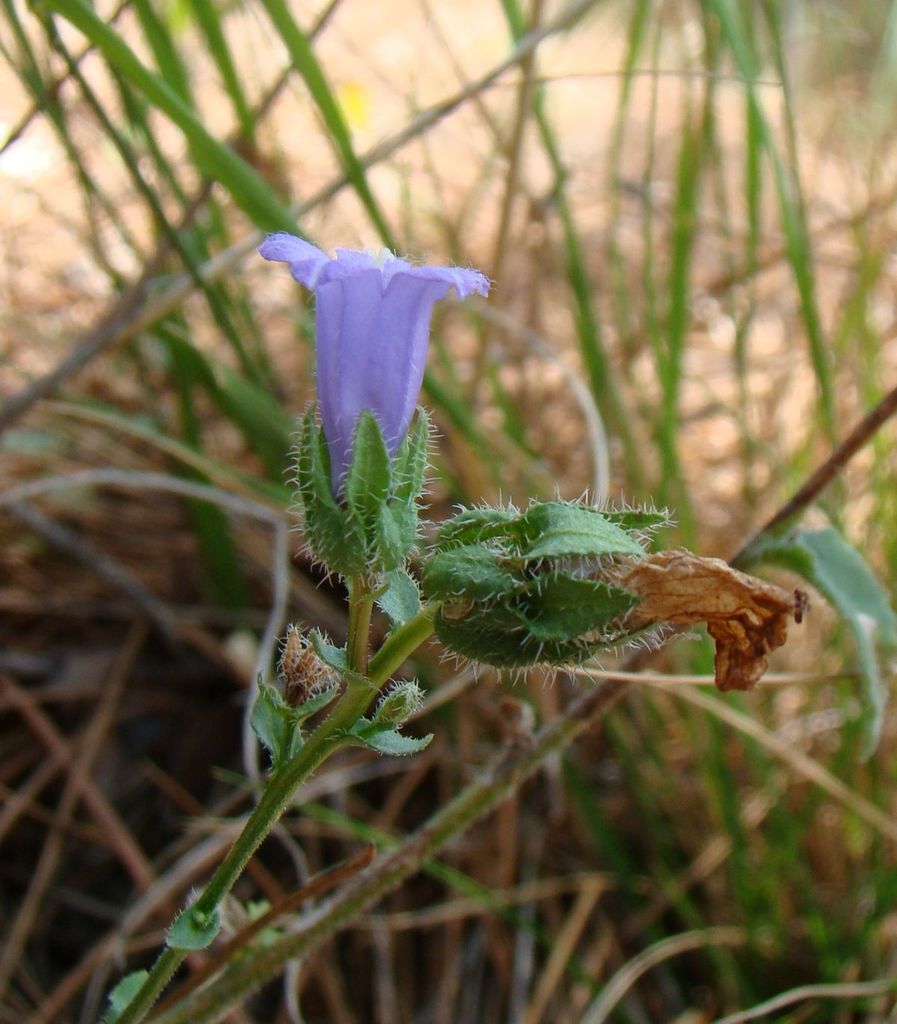 Campanula komarovii