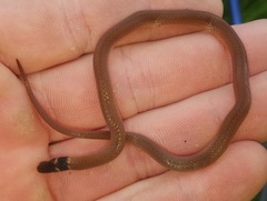 Aparallactus capensis capensis