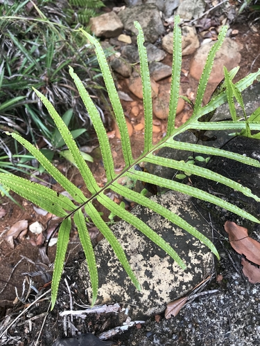 Lecanopteris vieillardii, 2019-01-02