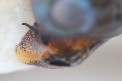 Margarites helicinus