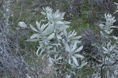 Eriodictyon tomentosum