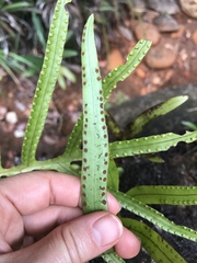 Microsorum vieillardii