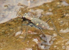 Cylindera disjuncta