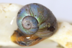 Margarites helicinus