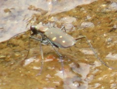 Cylindera disjuncta