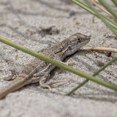 Liolaemus boulengeri
