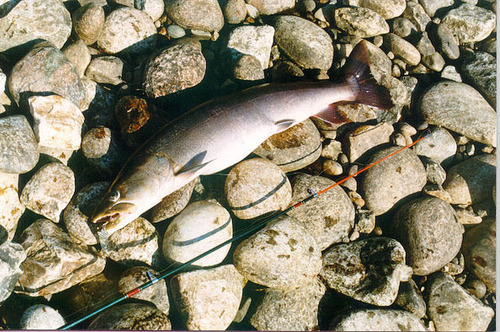Taimen (Hucho taimen) — Salmonidae — 2