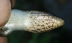 Montane Speckled Skink photo 3