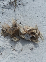 Pogonias cromis