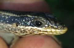 Montane Speckled Skink photo 4
