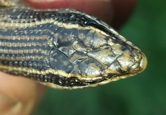 Montane Speckled Skink photo 5