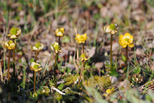 Northern Buttercup (Ranunculus pedatifidus)