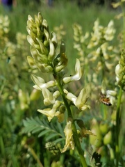 Astragalus deanei