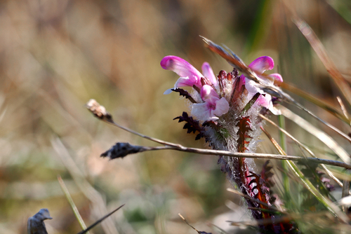 Hairy lousewort (Pedicularis hirsuta)