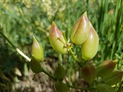 Astragalus deanei