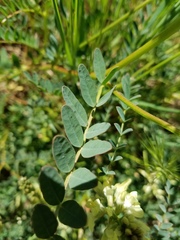 Astragalus deanei