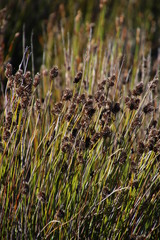Askidiosperma capitatum