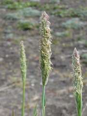 Leymus ajanensis