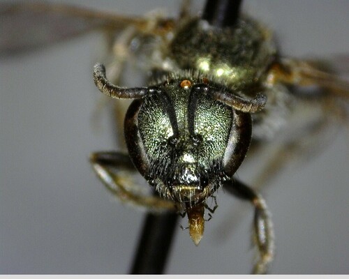 iNaturalist observation photo of Incomplete Sweat Bee