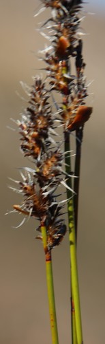Image of Askidiosperma capitatum by (c) Tony Rebelo, some rights reserved (CC BY-SA)