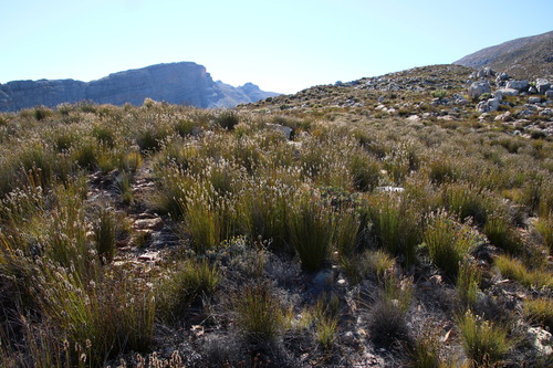 Image of Askidiosperma capitatum by (c) Tony Rebelo, some rights reserved (CC BY-SA)