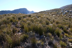 Askidiosperma capitatum