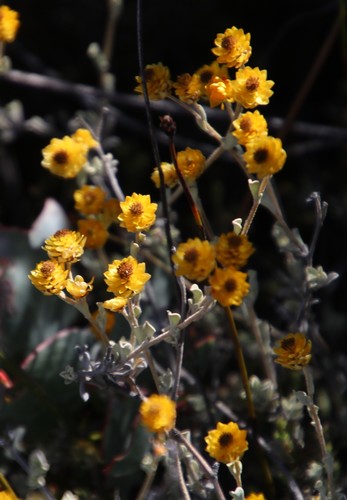Helichrysum acrophilum observed 2019-01-26