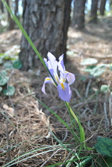 Iris unguicularis syriaca