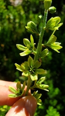 Veratrum viride