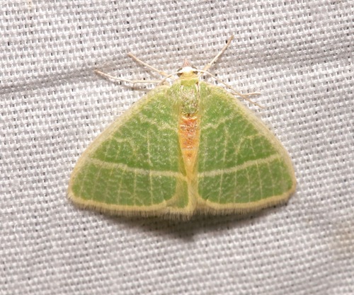Nemoria arizonaria photo 2