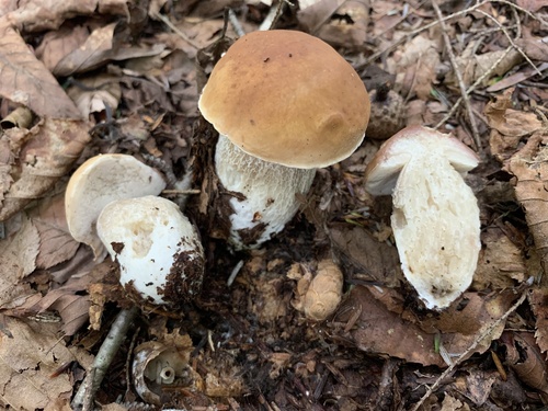 Boletus edulis