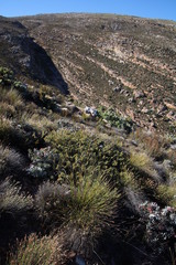 Protea witzenbergiana