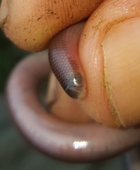 Afrotyphlops bibronii