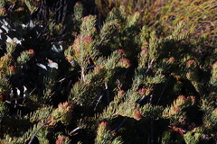 Protea witzenbergiana