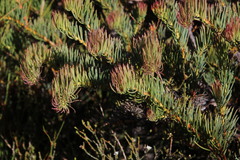 Protea witzenbergiana