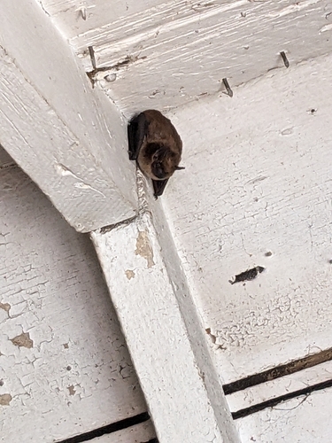 Big Brown Bat photographed in Wisconsin