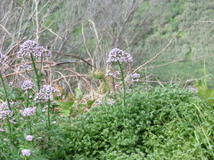 Centranthus calcitrapae subsp. calcitrapae image