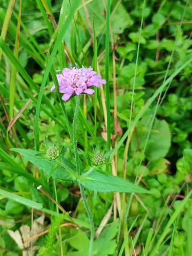 Knautia dipsacifolia (Knautia dipsacifolia)