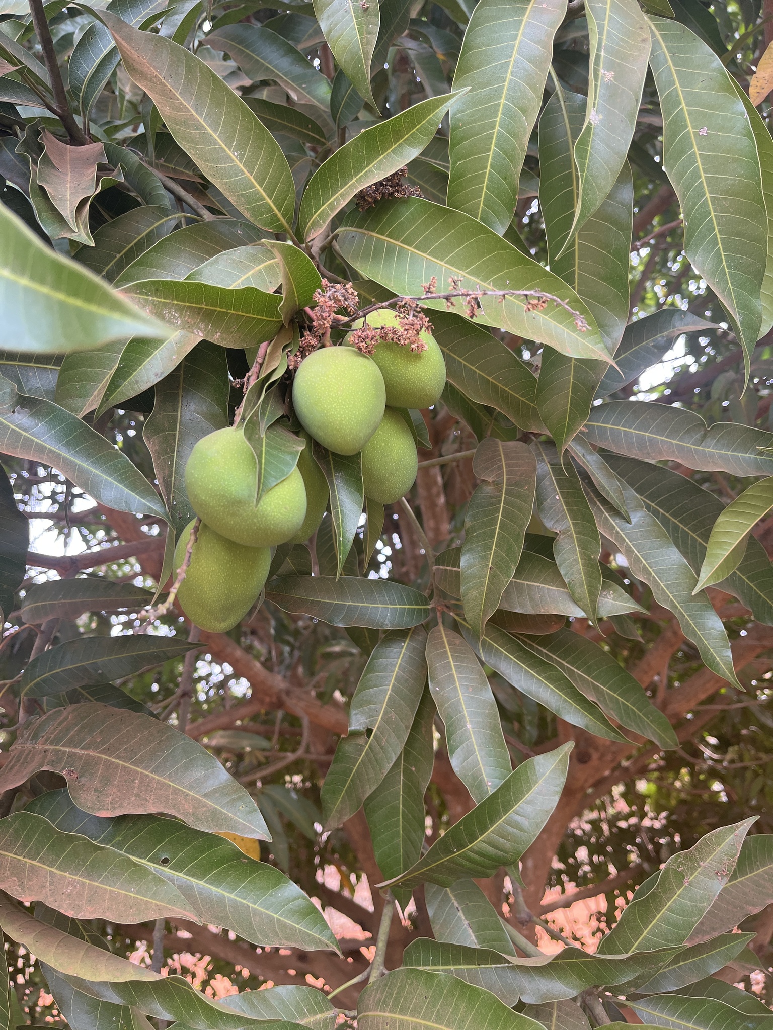 Mangifera indica