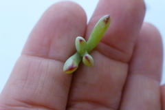 Lampranthus stipulaceus