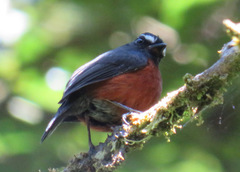 Ochthoeca cinnamomeiventris