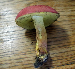 Boletus roodyi