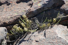 Dolichothrix ericoides