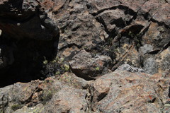 Dolichothrix ericoides