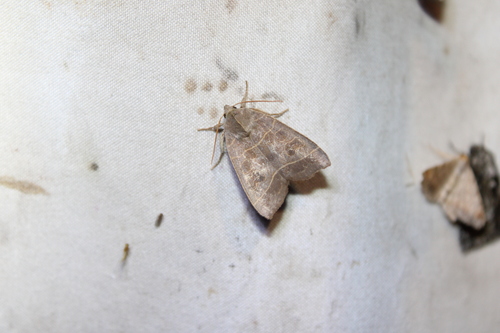 Even-lined Sallow photo 2