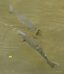 Monodactylus argenteus