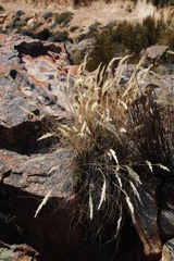 Pentameris eriostoma