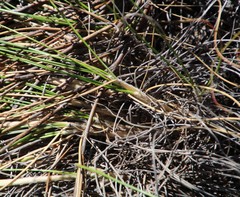 Pentameris eriostoma