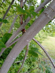 Acer rubrum image